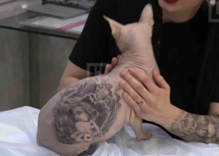 В ветклинике Краснодара котам набивают татуировки