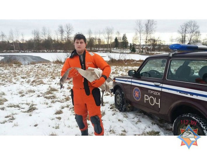 Городокские спасатели освободили вмерзшего в лед лебедя
