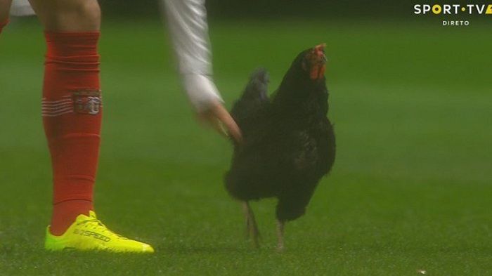 Матч чемпионата Португалии пришлось прервать из-за выбежавшей на поле курицы