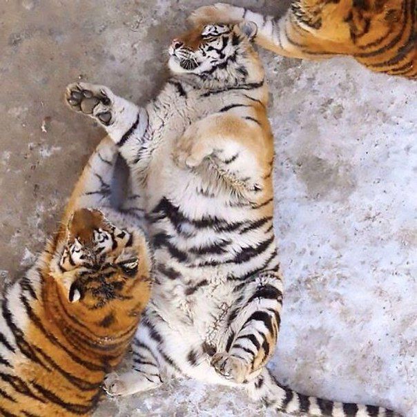 Амурские тигры растолстели в зоопарке