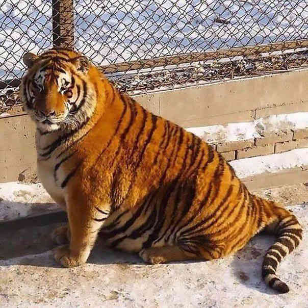 Амурские тигры растолстели в зоопарке