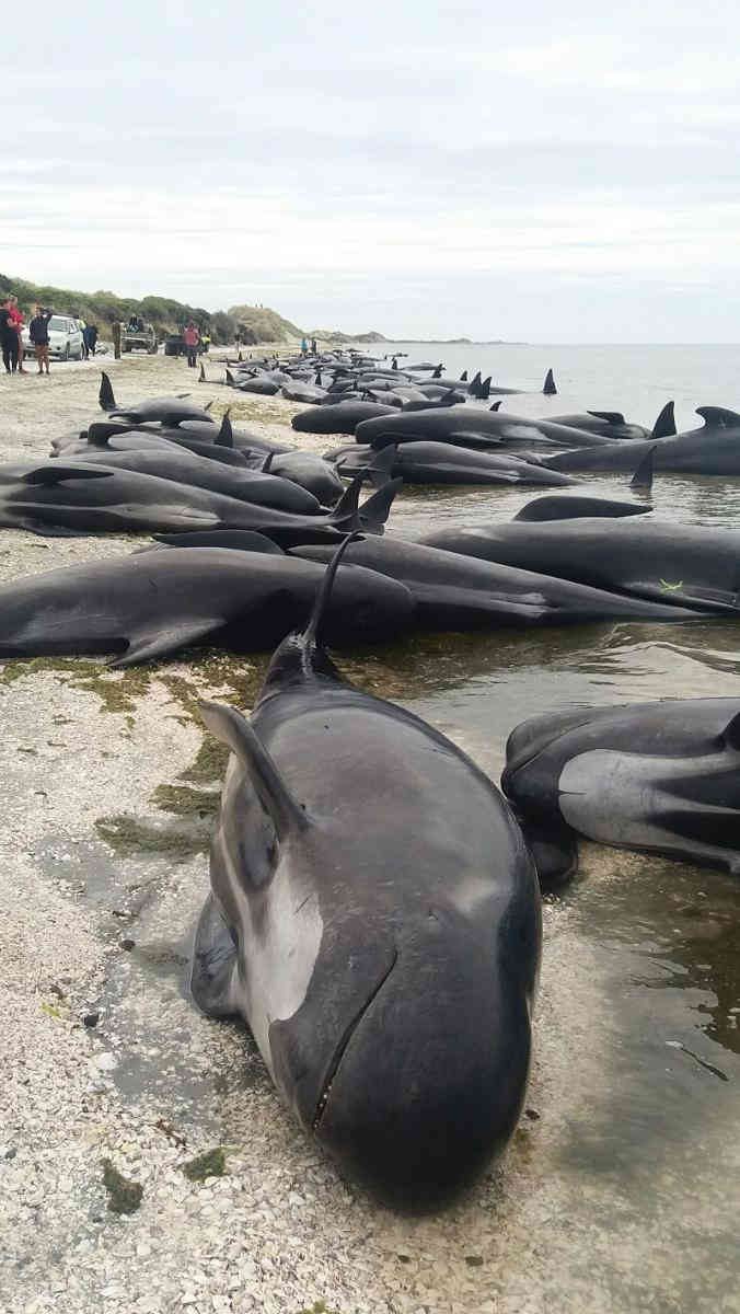 Сотни дельфинов выбросились на берег в Новой Зеландии 