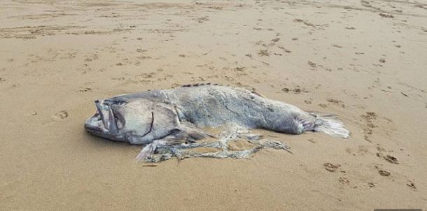 На пляж Австралии выбросило гигантскую рыбу-монстра‍
