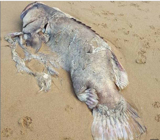 На пляж Австралии выбросило гигантскую рыбу-монстра‍