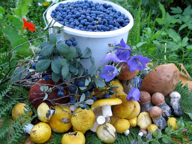 картинки грибы и ягоды