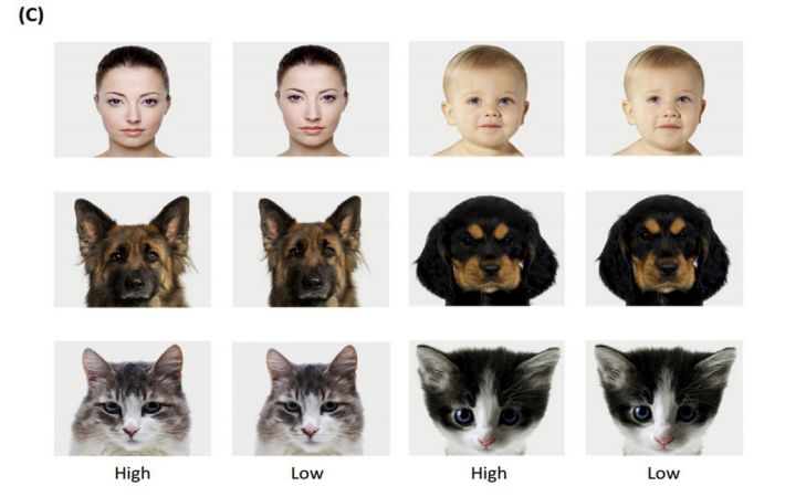 Эксперты выяснили, почему люди считают котят милыми