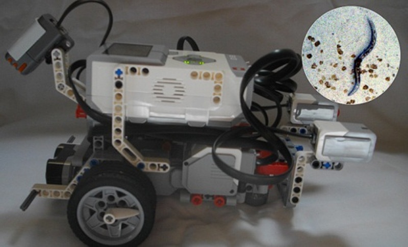Ученые скопировали мозг червя и вживили его в тело робота Lego: новости,  генетика, робот, мозг, ученые, технологии