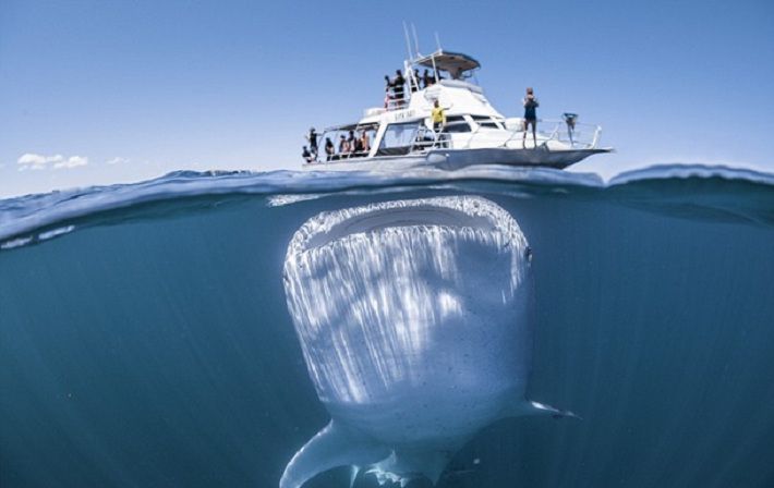 СМИ показали редкие фото с гигантской акулой, способной проглотить яхту