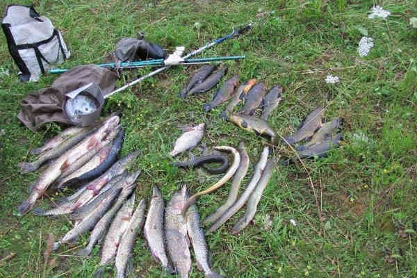 Лов рыбы в беларуси. Налим нерестовый запрет.