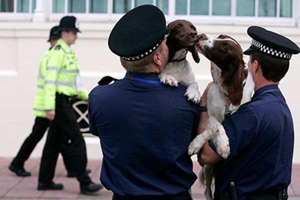 Полиция Лондона рассказала о самых необычных кражах животных