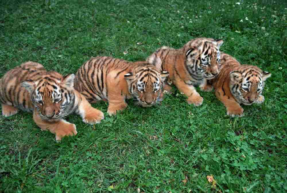 Уссурийский тигр 4. Амурский тигр с тигрятами. Амурский тигр Ижевский зоопарк. Амурский тигр потомство. Амурский тигр тигрица с тигрятами.