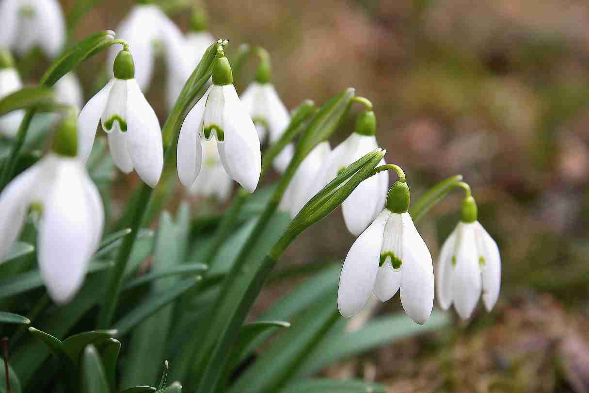 первоцветы галантусы. тюменские подснежники. подснежник (галантус) фло. галантус правый берег. подснежник название цветка.