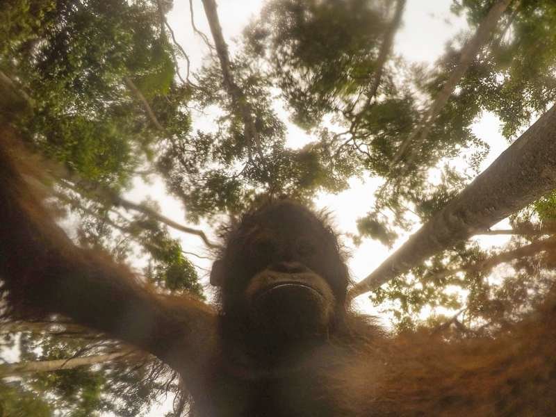 Орангутанг нашел в лесу спрятанную камеру и начал делать селфи