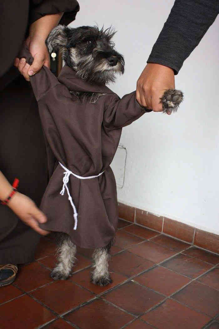 В боливийском монастыре поселился пес-монах