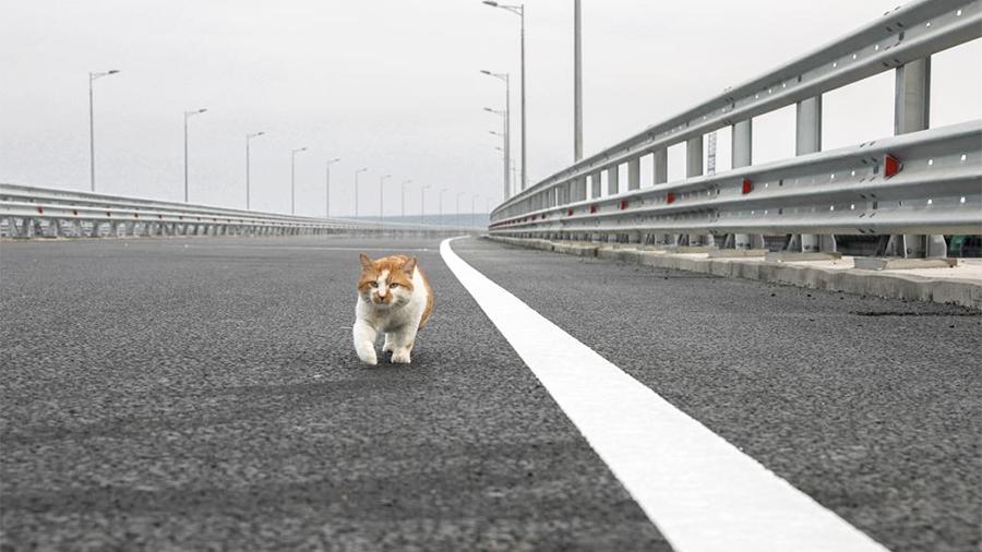 Washington Post назвал кота Мостика главной звездой Крымского моста‍