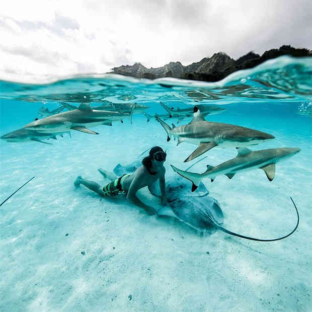 Девушка из Австралии плавает с акулами с 12-ти лет