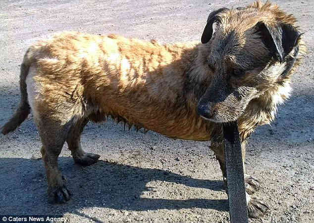 В Аргентине спасли залитую смолой собаку