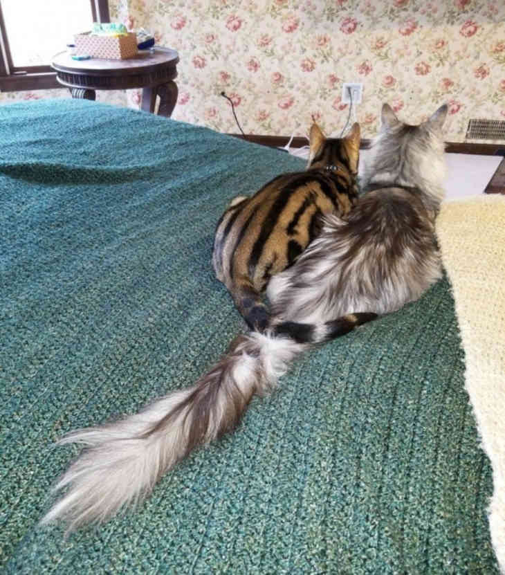 У кота из Мичигана самый длинный хвост в мир