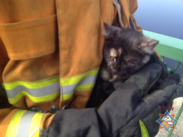 Спасатели сняли котенка с опоры под мостом в Пинске