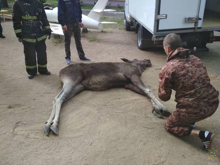 Пойманный на территории детского сада в Минске лось скончался