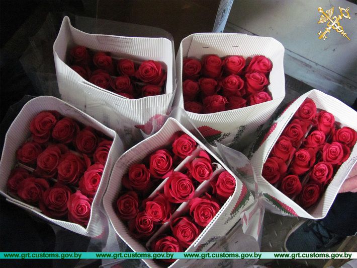 Гродненские таможенники пресекли ввоз 15 тыс. роз и 100 декоративных туй‍