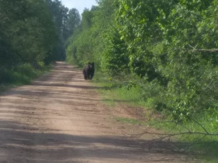 Житель Витебска встретил медведя на лесной дороге‍