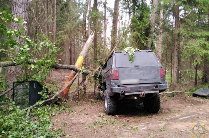 В Беловежской пуще «Тойота» врезалась в дерево