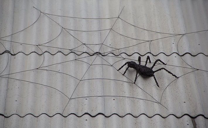 На крыше дома в Витебске замечен гигантский паук