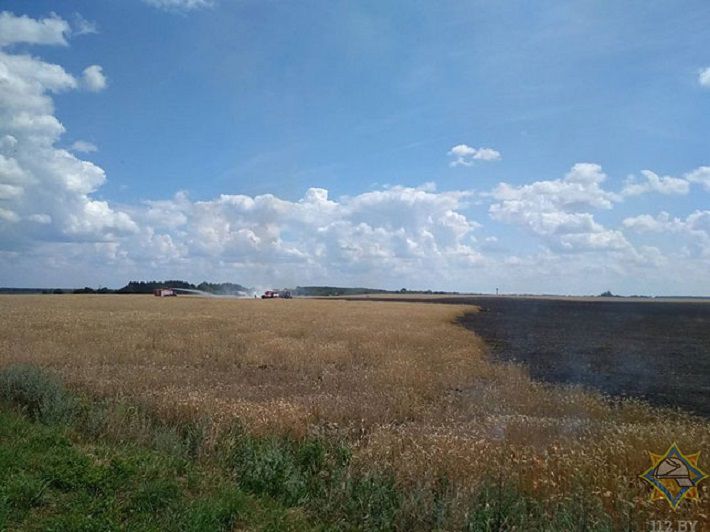 В Пружанском районе горело поле с озимой пшеницей 