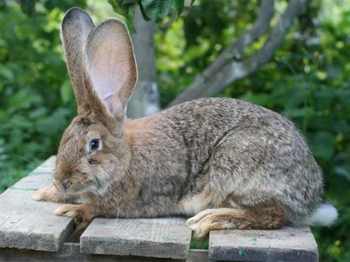 Как разводить кроликов на даче. Кролики на даче: как выбрать породу и как организовать дачное содержание кроликов