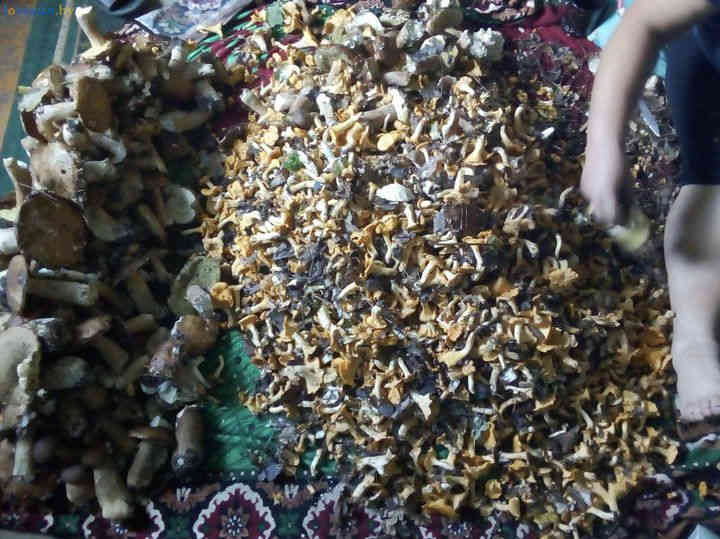 Житель Светлогорска за два дня насобирал более 100 кг грибов‍