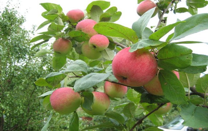 Как определить зрелость яблок и сохранить урожай