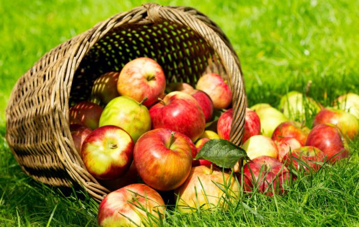 Как определить зрелость яблок и сохранить урожай