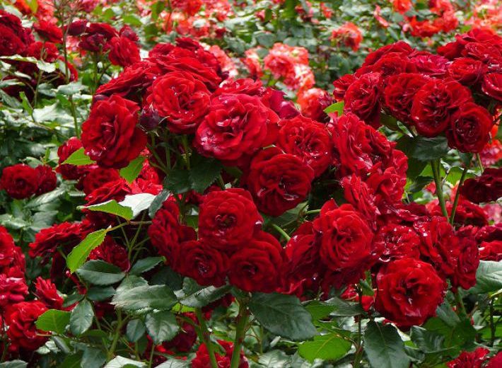 Как вырастить здоровые и красивые розы?