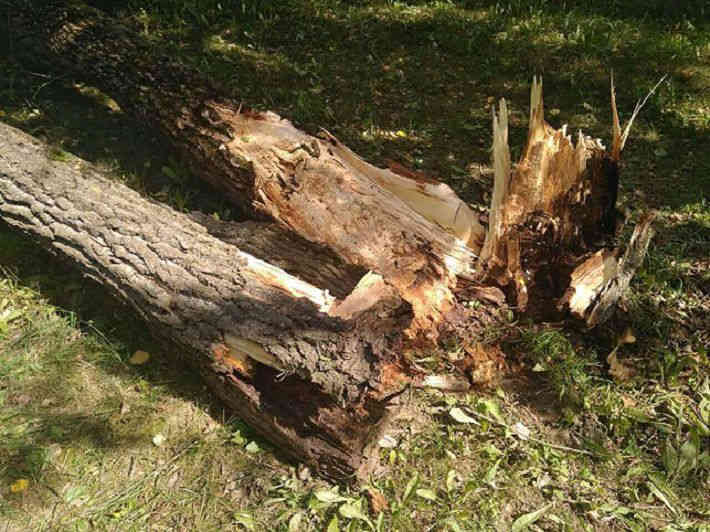 В Минске дерево упало на припаркованные машины‍