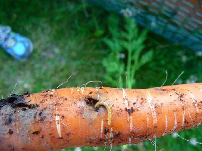  Морковная муха