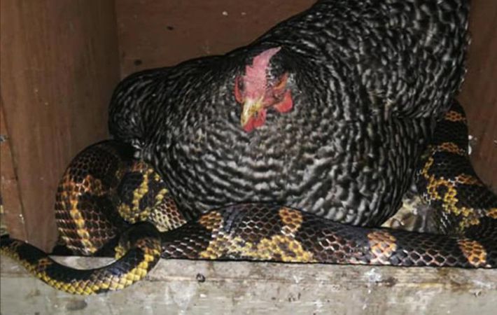 В США зафиксировали многолетнюю дружбу между курицей и змеей