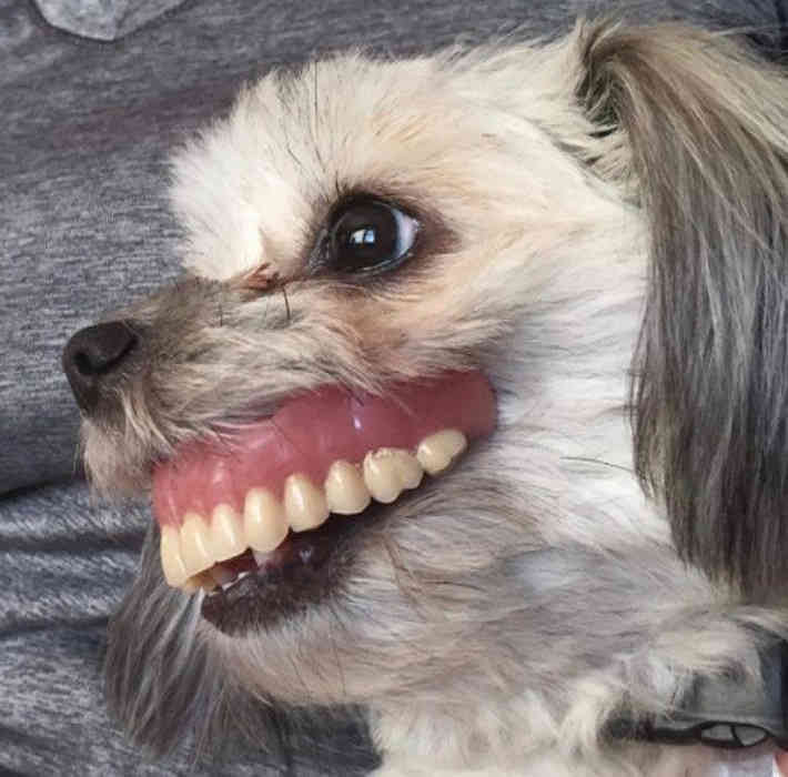 Собака украла вставную челюсть хозяина и напугала интернет