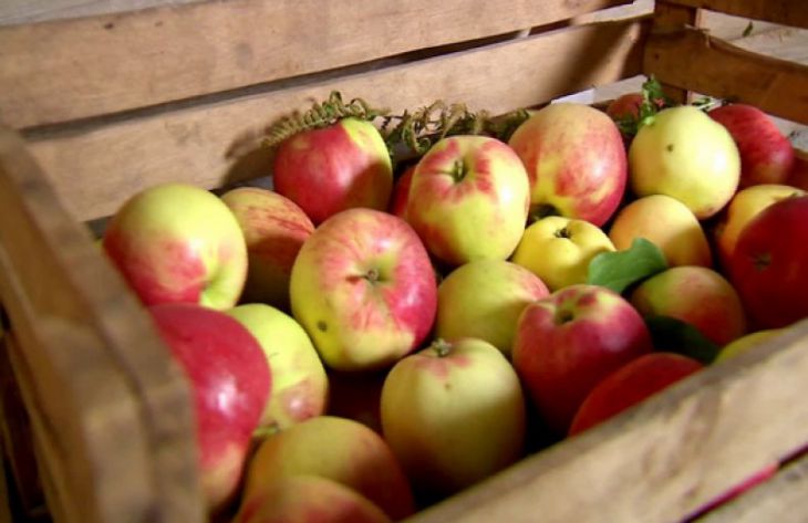Как правильно собрать и сохранить яблоки