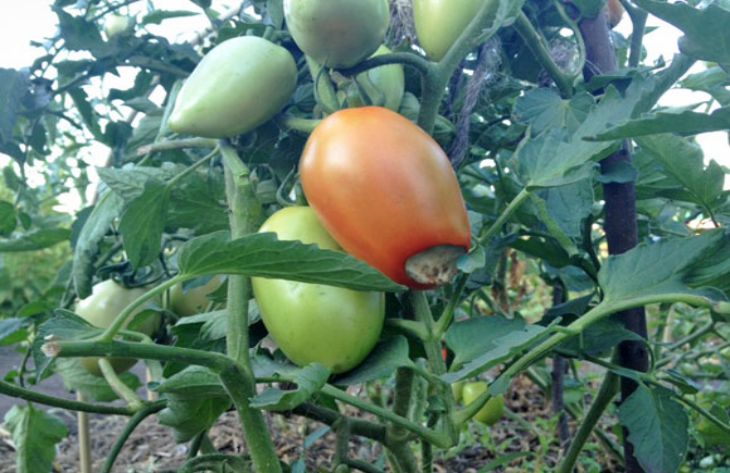 Борьба с фитофторой томатов: все методы и средства 