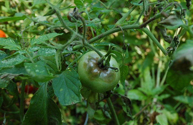 Борьба с фитофторой томатов: все методы и средства 