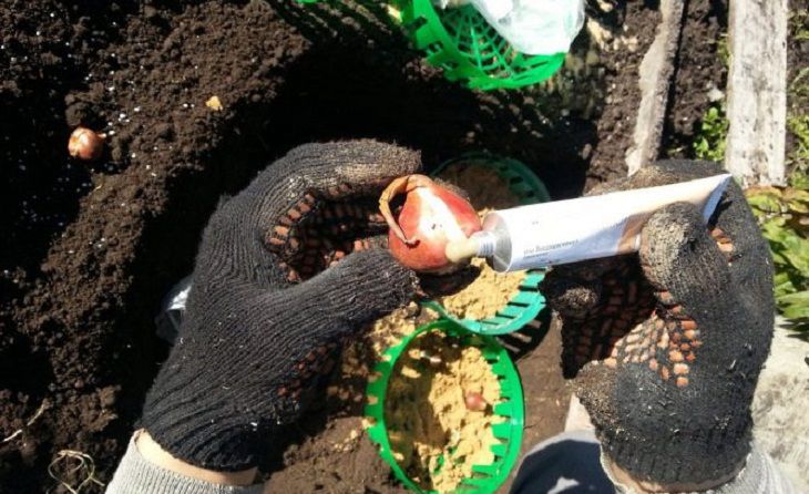 Как защитить от мышей луковицы тюльпанов