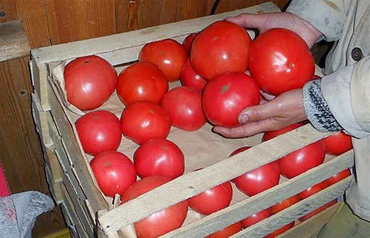 Можно ли под помидоры класть. Помидоры в ящике. Погреб с помидорами. Хранение томатов. Хранение помидоров в домашних.