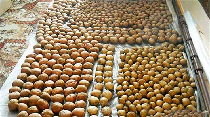 Где сушить картошку. Где сушить картошку. Как сушить картошку. Картошка в погребе. Картошка в сушилке.