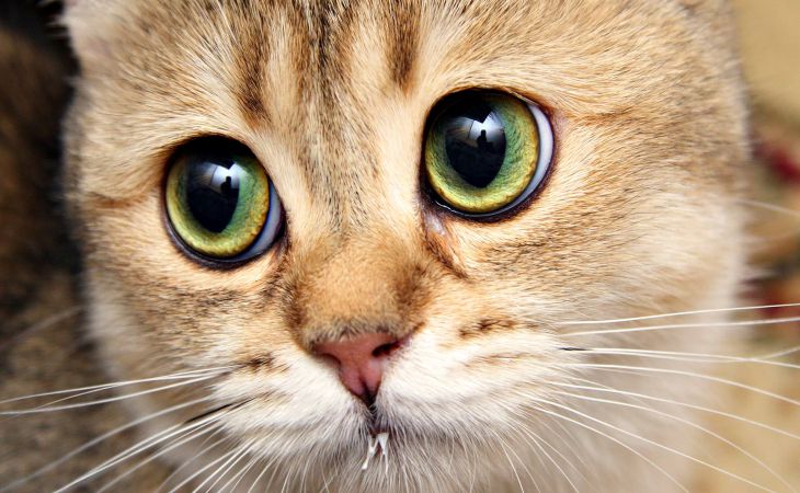 Исследование: могут ли кошки лечить людей?