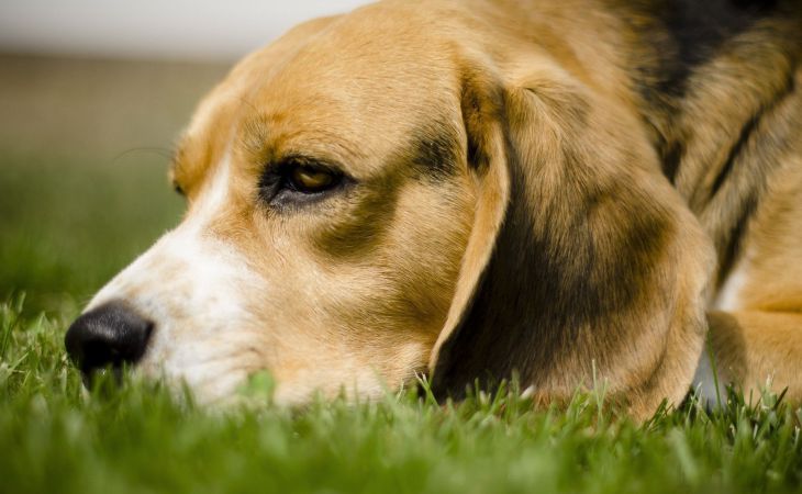  Собаки могут обманывать хозяев ради собственной выгоды, выяснили ученые