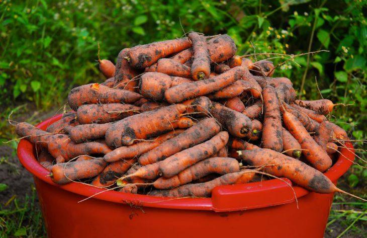 Маленькие секреты при выращивании моркови
