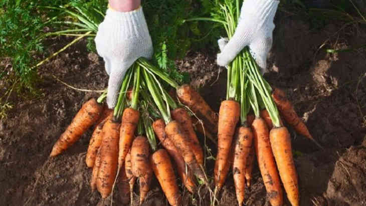 Маленькие секреты при выращивании моркови