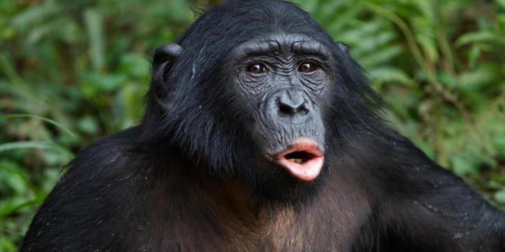 Ученые заподозрили, что шимпанзе верят в Бога