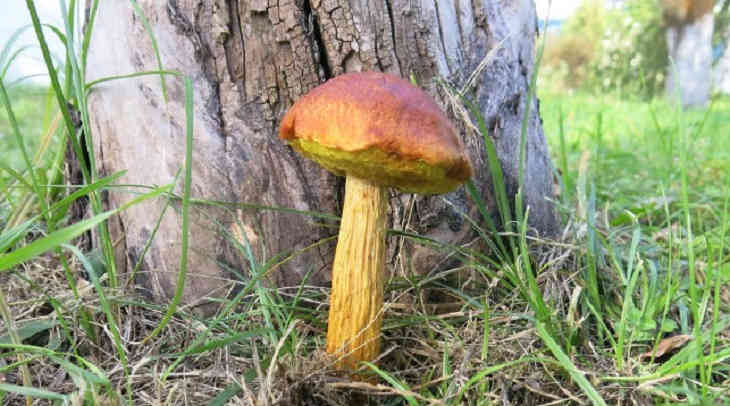 В Малоритском районе нашли крайне редкий для Европы гриб